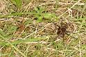 Dolomedes_plantarius_D5150_Z_91_Canal du Nivernais_Frankrijk